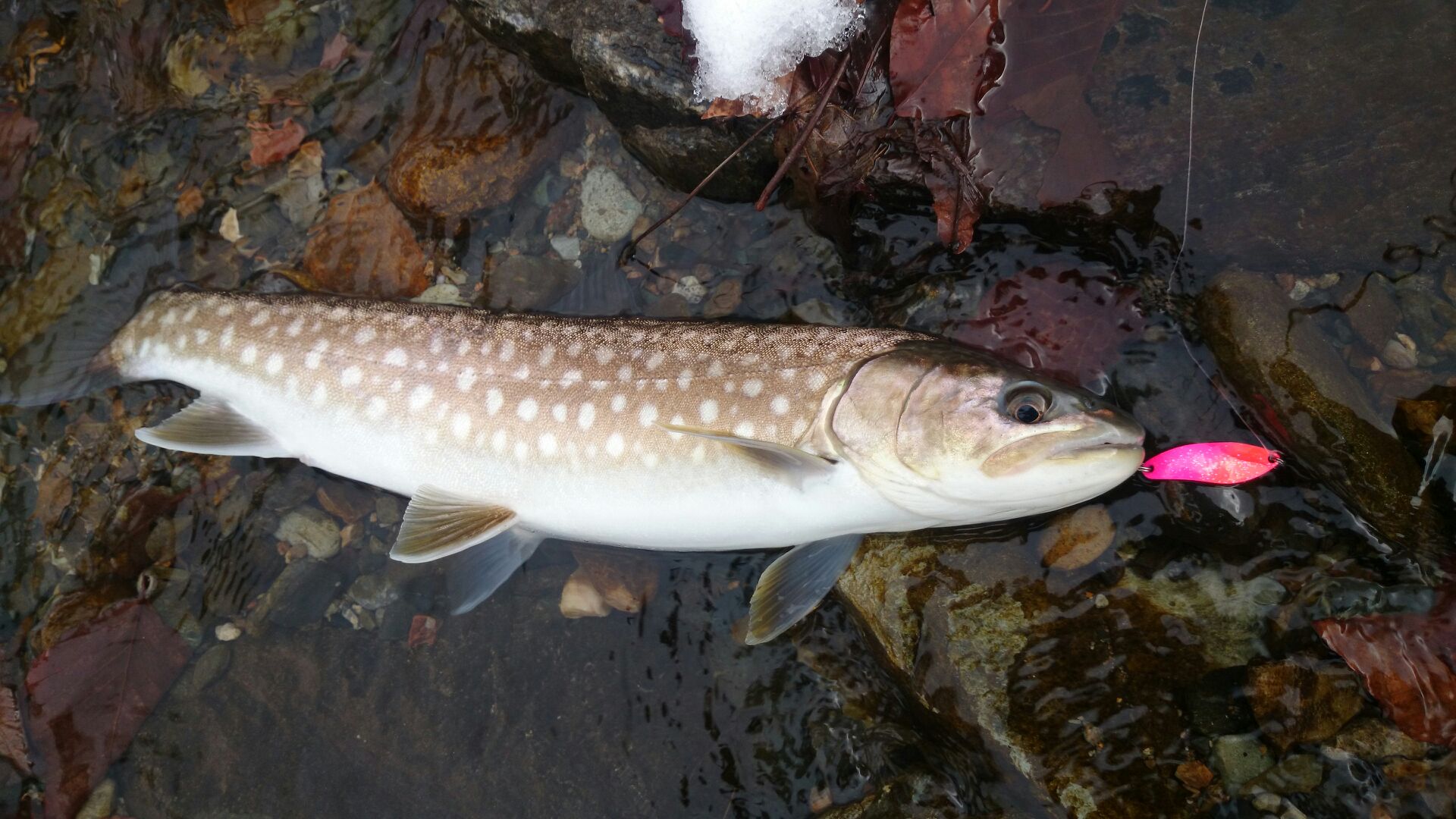 冬の渓流釣り Fishland