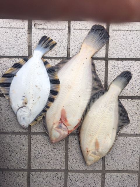 3 8 日 増毛海岸 投げ釣り開幕 Fishland