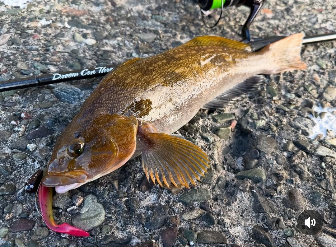 商品・新商品情報 | FISHLAND | ページ 10