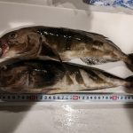 ホッケの釣果情報