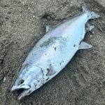 日本海沿岸でついに開花！？
