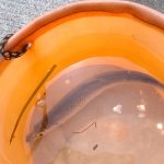 オホーツクにも春の便り？？？