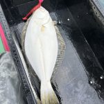 🚣日本海方面ヒラメ＆五目釣り情報🚣