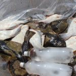 知内沖ボートカレイ釣り情報　6/20（金）