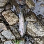 ★渓流釣り情報★