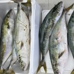 🎣知内方面ジギングにてブリが絶好調🎣