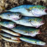 日本海側 フクラギ カマス サバ 釣果情報！！