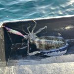 🚣日本海方面ボートアオリイカ！南国お魚パラダイス🦑