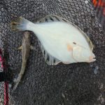 厚田方面の釣果情報