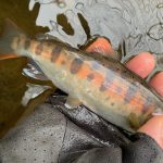 川釣り🍄キノコ採り