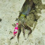 日本海マメイカ釣り情報