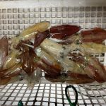 小樽 マメイカ 釣果情報 10月29日