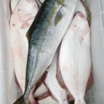 🚣O村名人 知内方面ヒラメが終わりません🚣