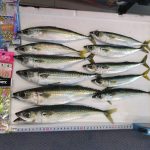 🎣函館港内サビキ釣り情報🎣