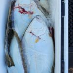 厚田沖 ヒラメ 船釣り 情報☆