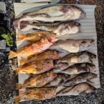 🚣噴火湾方面五目釣り情報🚣