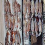 🦑2025函館山沖船イカ情報🦑No.35