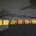 苫小牧近郊 釣果情報🎣