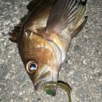 登別漁港 釣果情報🎣