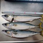 大サバ釣れました🎣✨