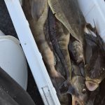 日本海側 釣果情報🚤