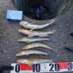 石狩 釣り 情報♪