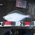 石狩新港 カレイ釣果情報 11月25日