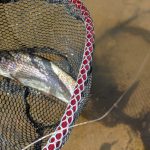 ★ニジマス釣りに行ってきました。★