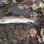 ★イワナ釣りに行ってきました。★