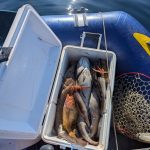 🚣噴火湾方面五目釣りでタラ好調🚣