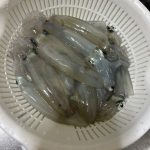 小樽 マメイカ 釣果情報!!