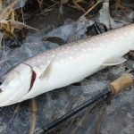 十勝川でアメマス!