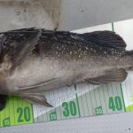 豊浦 沖根 ディープロックフィッシュ 2025.12.03