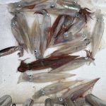 🦑2025函館山沖船イカ情報ヤリイカ🦑No.36