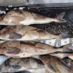 🚣噴火湾方面メガホッケ祭り🚣