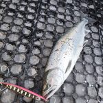 羅臼沖サクラマスジギング 第2戦