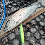 羅臼沖サクラマスジギング 第3戦