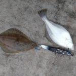 スタッフ釣行 登別沖（1/7）