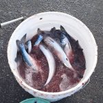 苫小牧近郊 サビキ 釣果情報🎣
