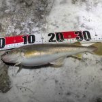 苫小牧近郊 投げ 釣果情報🎣