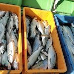 🌸恵山 海鷹丸サクラマス情報🌸