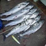 近郊船サクラマス情報（2/21）