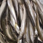 K様 チカ釣り情報