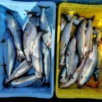 🌸恵山サクラマス絶好調 北栄丸🌸