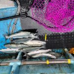 🌸恵山サクラマス絶好調 北栄丸🌸