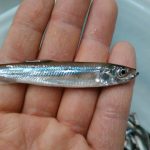 ⛺東大沼キャンプ場ワカサギ好調⛺