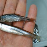 ⛺じゅんさい沼わかさぎ好調⛺