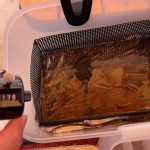 茨戸川 ワカサギ釣果情報