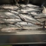 胆振方面 サクラマスジギング 釣果情報！！